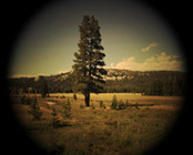 tuolumne